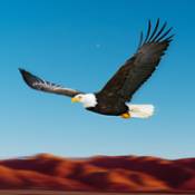 鳥類Bird Racing Simulator: Eagle Race Game